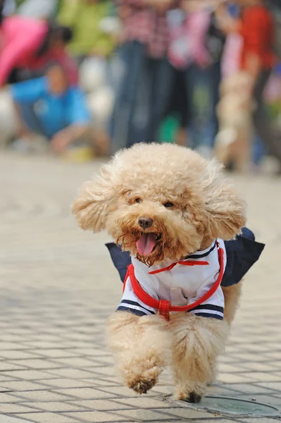 Cane cagnolino che corre — Foto Stock