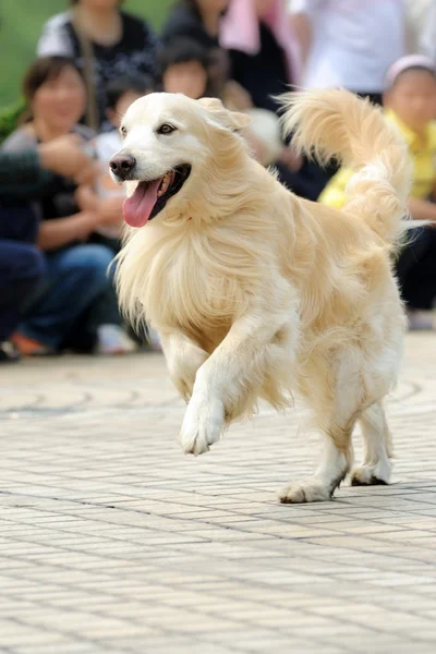 Biegnący pies Golden Retriever — Zdjęcie stockowe