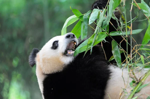 stock image Giant panda