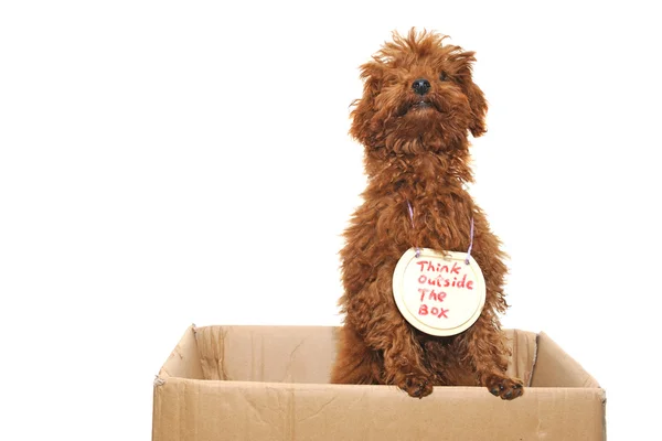 Cão pensando fora da caixa — Fotografia de Stock
