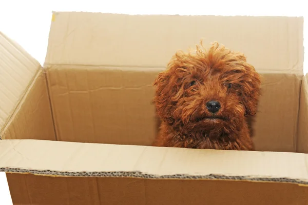 ボックスの犬 — ストック写真