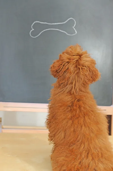 Hund mit Klasse — Stockfoto