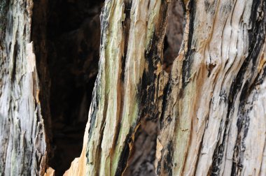 Camphor tree bark clipart