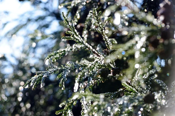 Icy pine tree branch — Stock Photo, Image