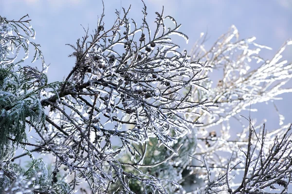 Ramas de árboles helados — Foto de Stock