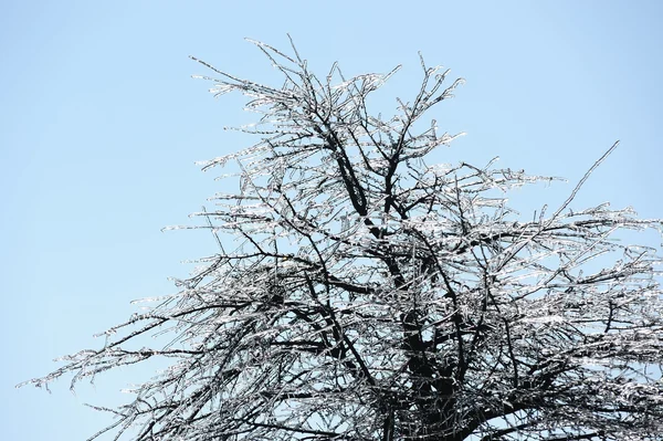 Ветви ледяного дерева — стоковое фото