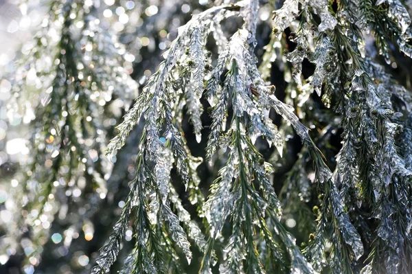 Icy pine tree branch — Stock Photo, Image