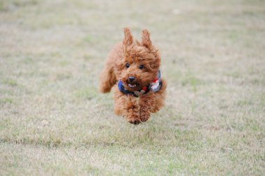 çalışan küçük bir kaniş köpek