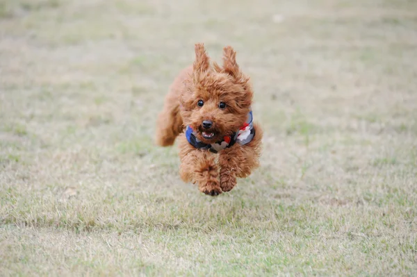 Pequeno cão poodle correndo — Fotografia de Stock