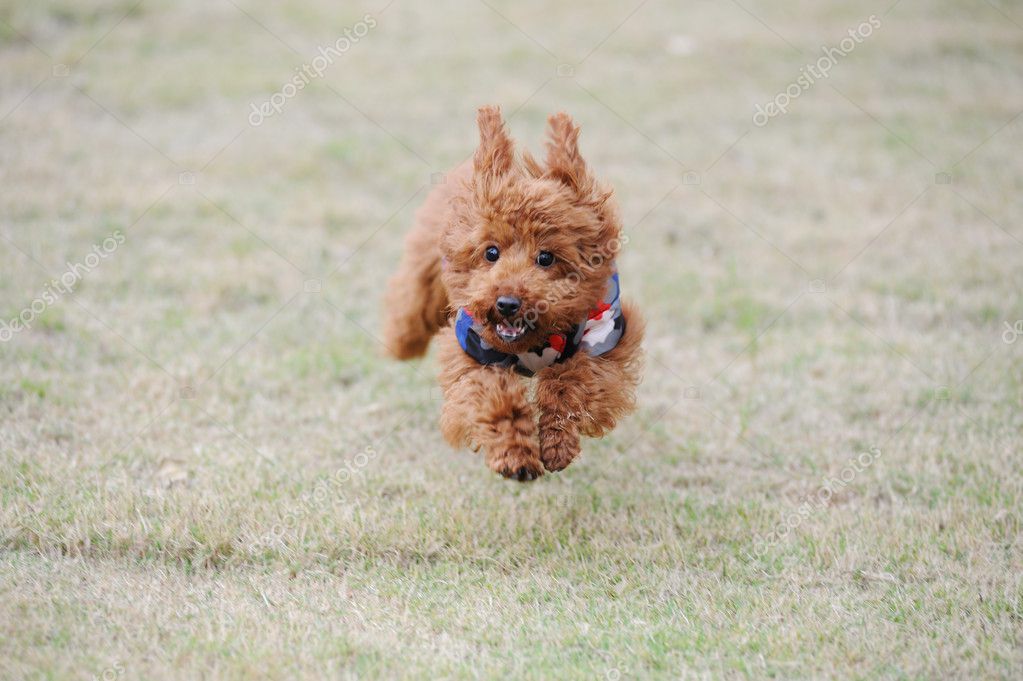 Toy shop poodle running