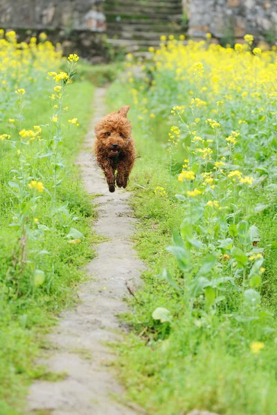 Cão de caniche correndo — Fotografia de Stock