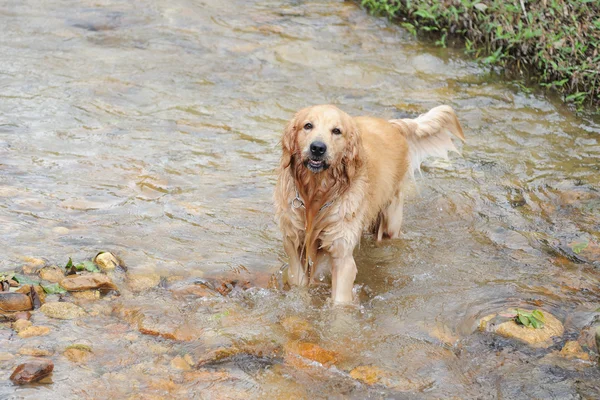 Stock image Golden retriever dog in stream