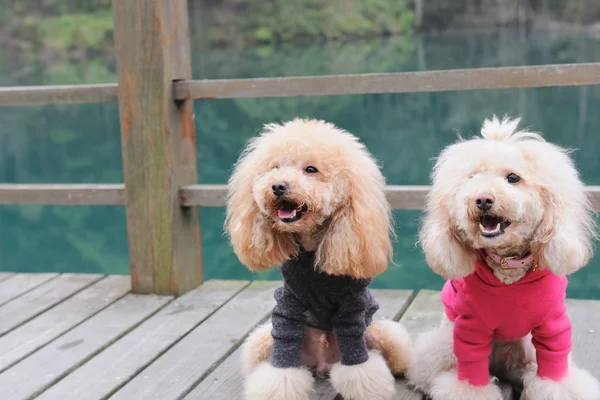 Dois cães poodle de pé — Fotografia de Stock