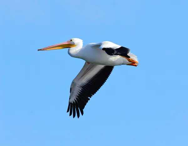 White Pelican Flying Alone lizenzfreie Stockfotos