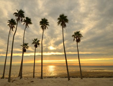 Palms on a Beach clipart