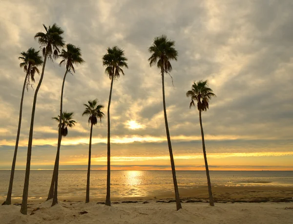 Palms bir plajda — Stok fotoğraf