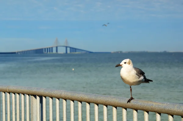 stock image Sunshine Skyway