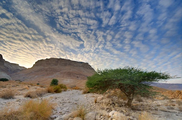 Masada — Foto de Stock