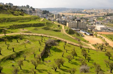 Olive Trees in Jerusalem clipart