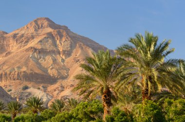 Desert Mountain and Palm Trees clipart