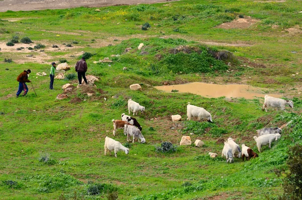stock image Sheep Herders