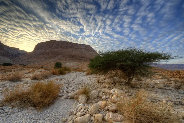 Masada — Stock fotografie
