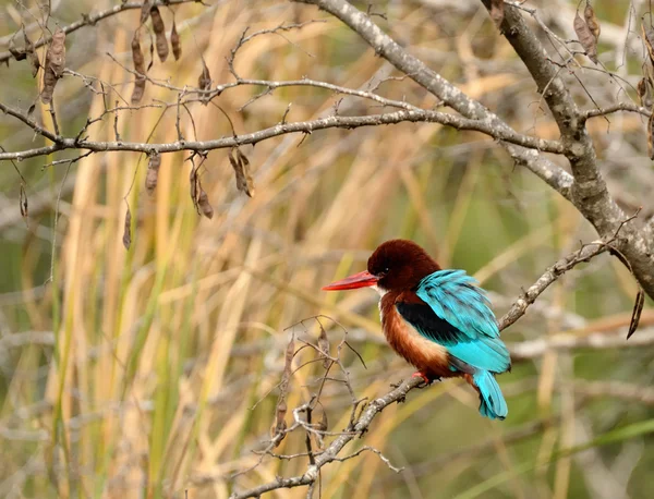 stock image Kingfisher