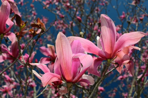 Purple Magnolia — Stock Photo, Image