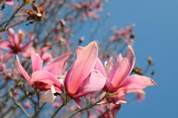 Lila magnolia — Stock Fotó
