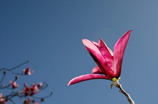Magnolia púrpura —  Fotos de Stock