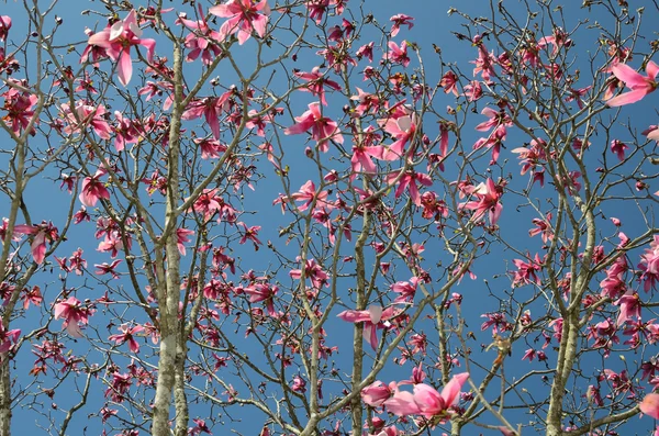 Lila magnolia — Stock Fotó