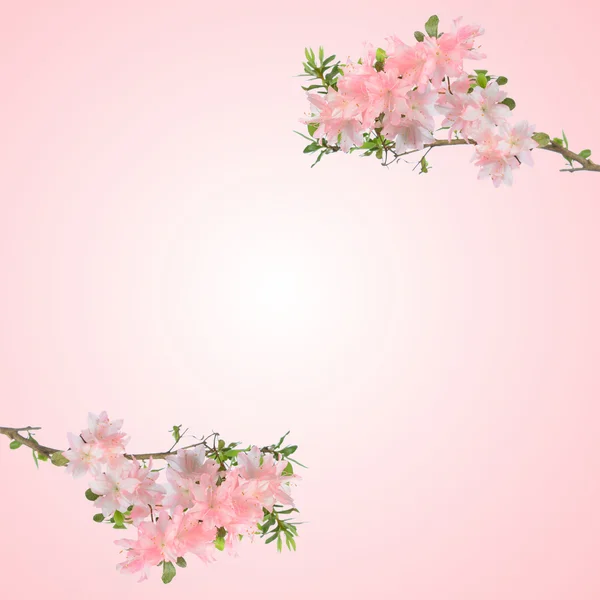 Azaleas rosadas —  Fotos de Stock