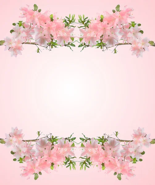 Azaleas rosadas — Foto de Stock