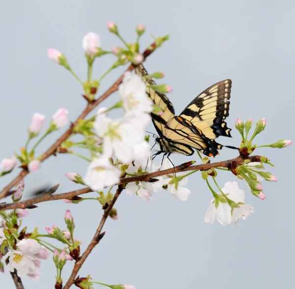 Cherry blossom and butterfly Stock Photos, Royalty Free Cherry blossom ...