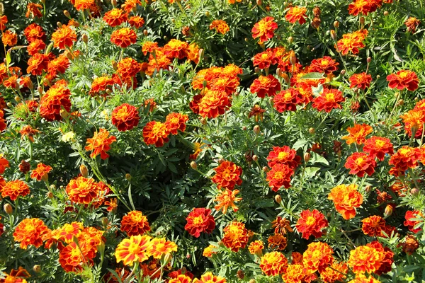 stock image Marigolds