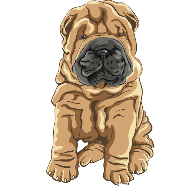 Διανυσματικά χαριτωμένο κόκκινο shar pei σκυλί κουτάβι χαμόγελα — Διανυσματικό Αρχείο
