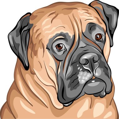 Vector closeup portrait of the dog breed Bullmastiff clipart