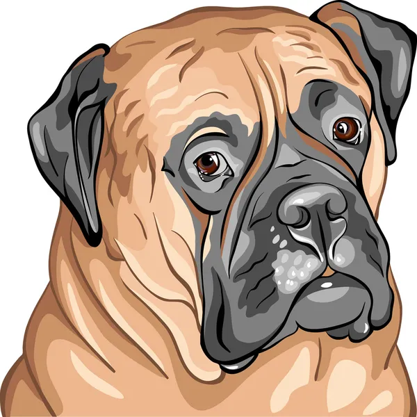 Vector closeup portrait of the dog breed Bullmastiff — Stock Vector