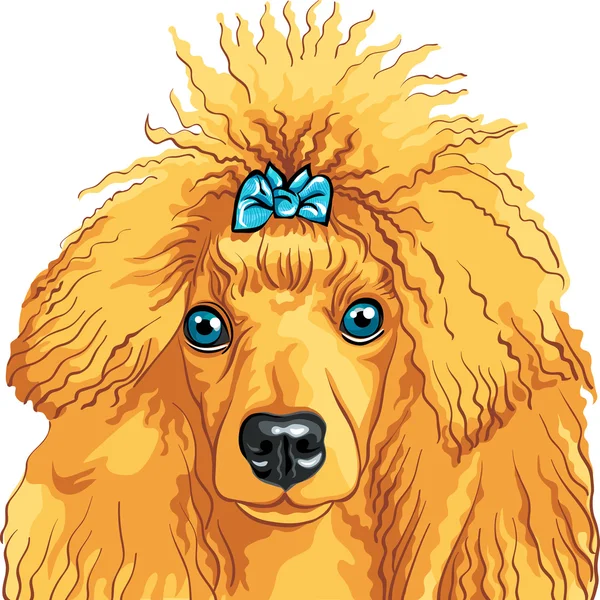 赤犬プードル犬のベクトル カラー スケッチ — ストックベクタ