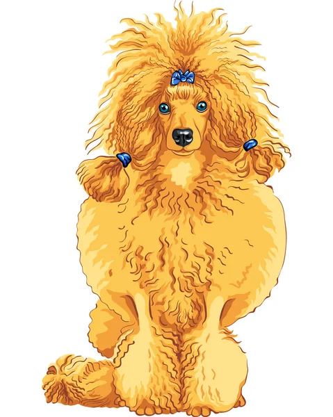 Dibujo de color vectorial de la raza Poodle perro rojo — Vector de stock