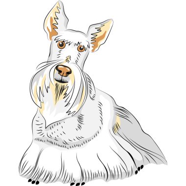 Vector Color Sketch Dog Breed Scottish Terrier clipart