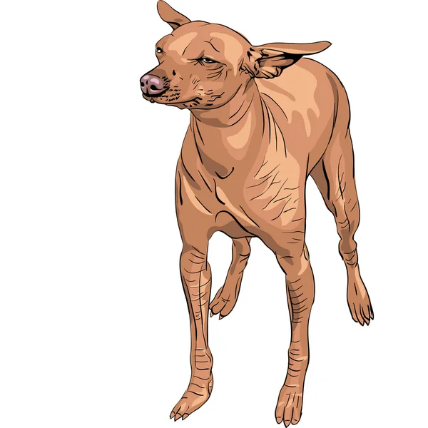 Vektor mexikanischer haarloser Hund xoloitzcuintle Rasse — Stockvektor