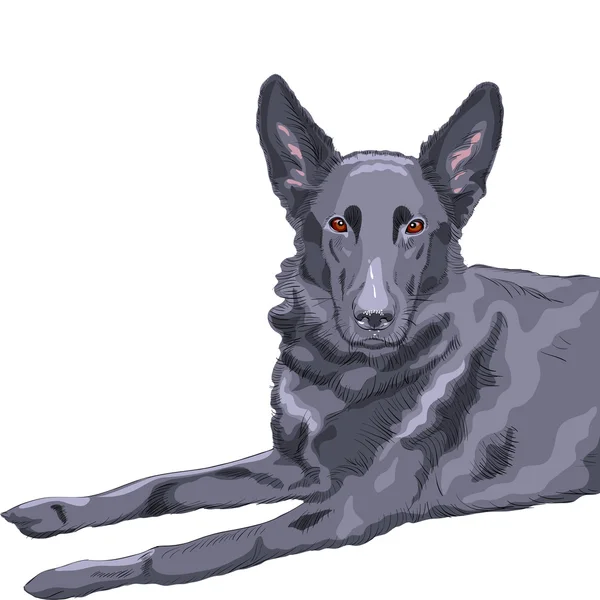 Vetor cor esboço cão pastor alemão Raça —  Vetores de Stock