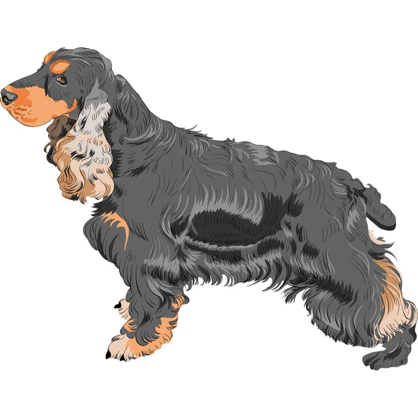 Vector dog black English Cocker Spaniel breed — Stock Vector