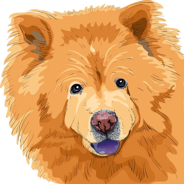 Croquis vectoriel couleur d'un chien chow-chow race — Image vectorielle