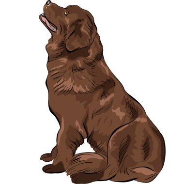 Vector color sketch dog Newfoundland hound breed sitting clipart