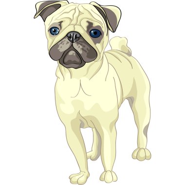 Vector sketch dog fawn pug breed clipart