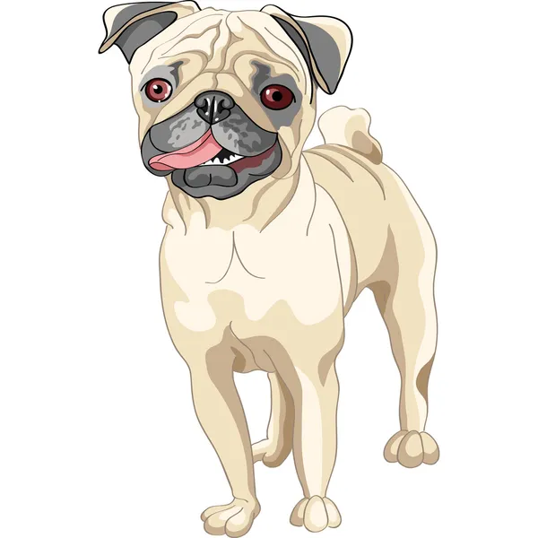 Vektoros rajz kutya mosoly sárgásbarna mopszli tenyészt — Stock Vector