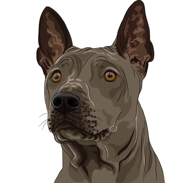Vector color sketch Thai Ridgeback Dog breed closeup — Stock Vector