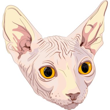 Vector sketch the cat breed Sphynx clipart